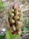 2011-02-26-016-Orchids