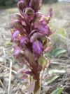 2011-02-26-017-Orchids