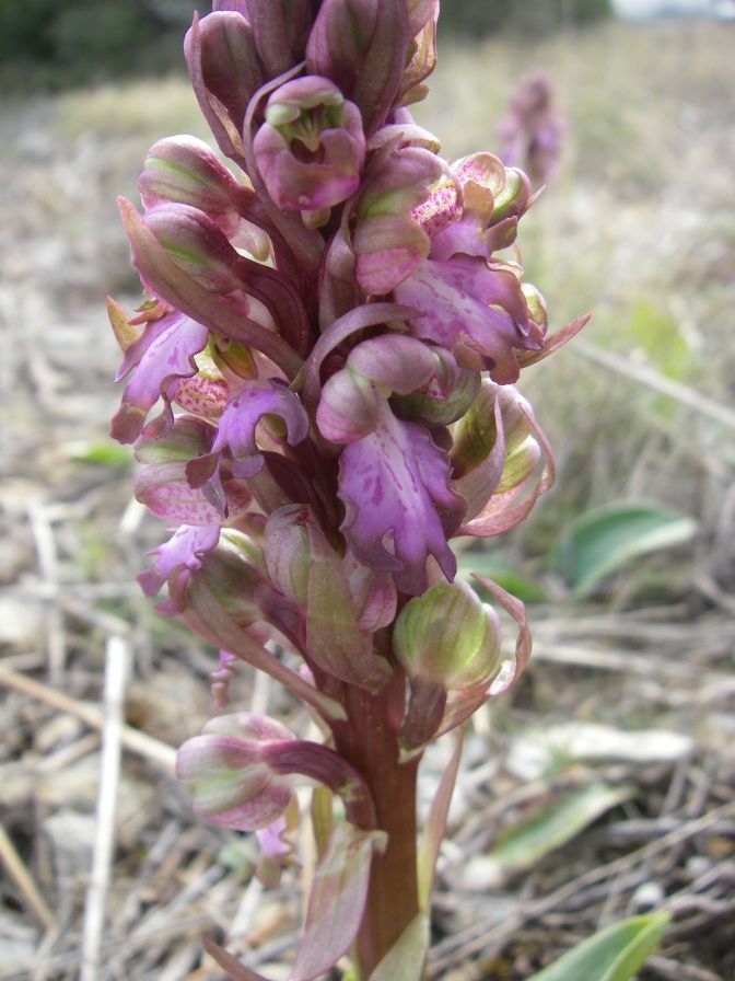 2011-02-26-017-Orchids