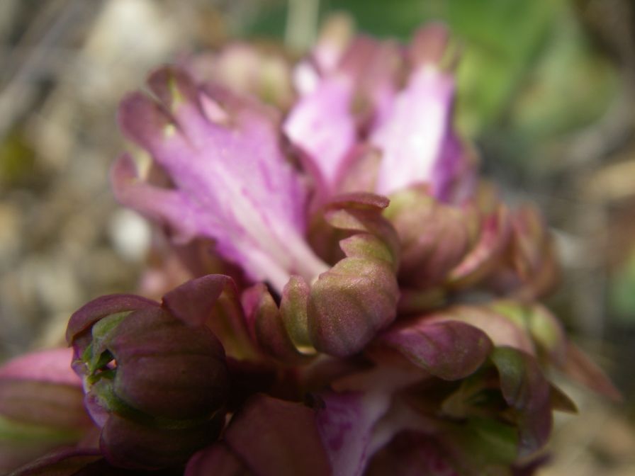 2011-02-26-018-Orchids