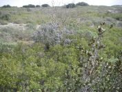 2011-02-26-019-Quercus-Ilex-Terrain