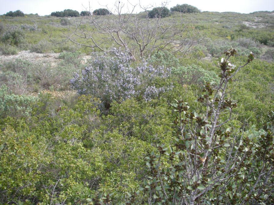 2011-02-26-019-Quercus-Ilex-Terrain