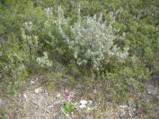 2011-02-26-020-Quercus-Ilex-Terrain