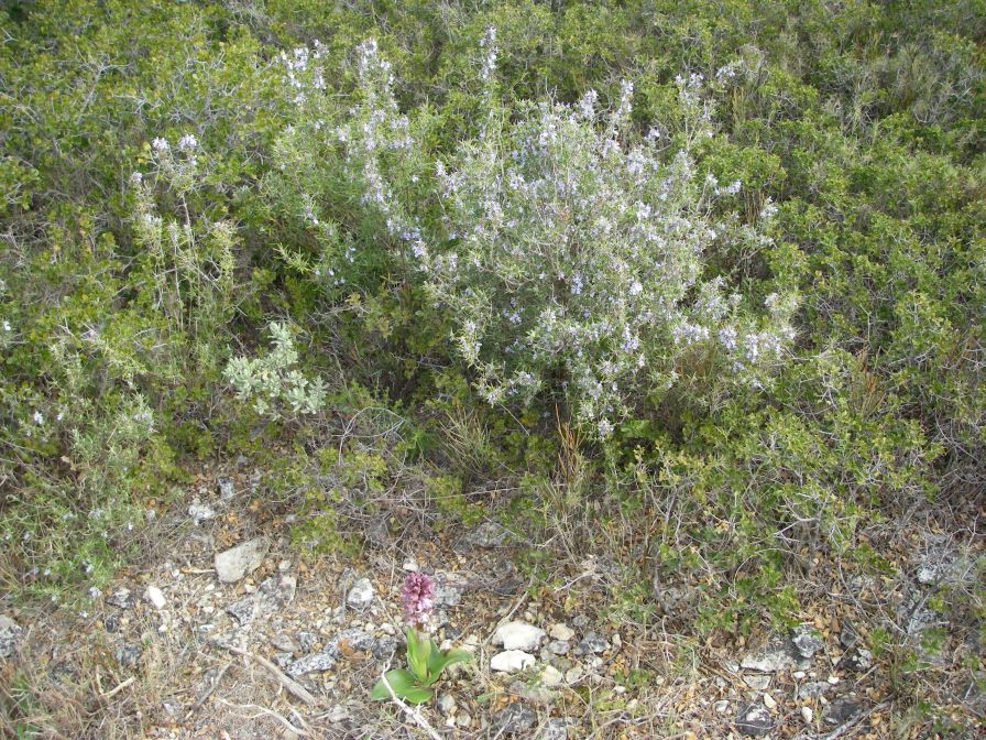 2011-02-26-020-Quercus-Ilex-Terrain