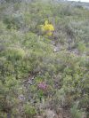 2011-02-26-021-Quercus-Ilex-Terrain