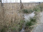 2011-02-26-035-Wetlands