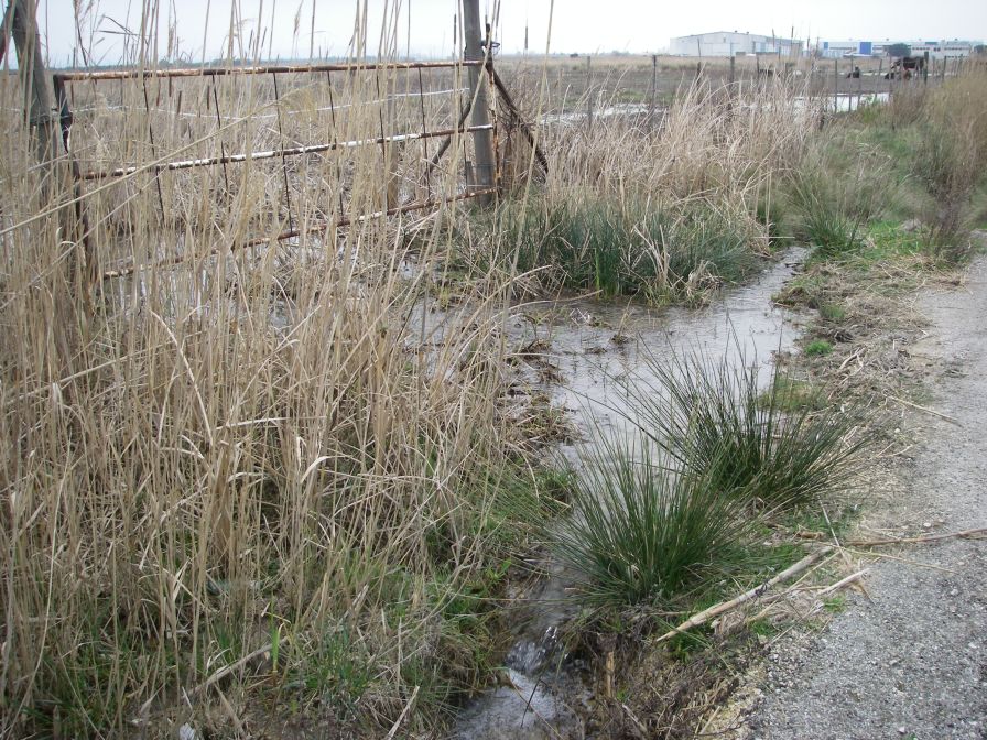 2011-02-26-035-Wetlands