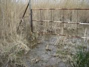2011-02-26-036-Wetlands