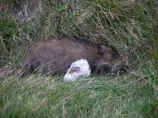 2011-02-26-038-Wild-Boar-Roadkill