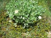 2011-04-14-001-Pale-yellow-daisy