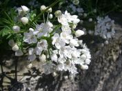 2011-04-14-004-Three-cornered-leek