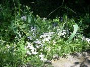 2011-04-14-005-Three-cornered-leek
