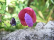 2011-04-14-006-Wild-Pea
