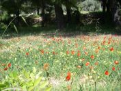 2011-04-14-007-Meadow