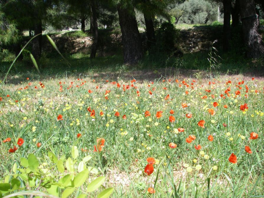 2011-04-14-007-Meadow