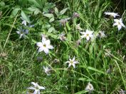 2011-04-14-008-Unknown-Bulb