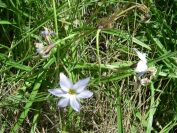 2011-04-14-010-Unknown-Bulb