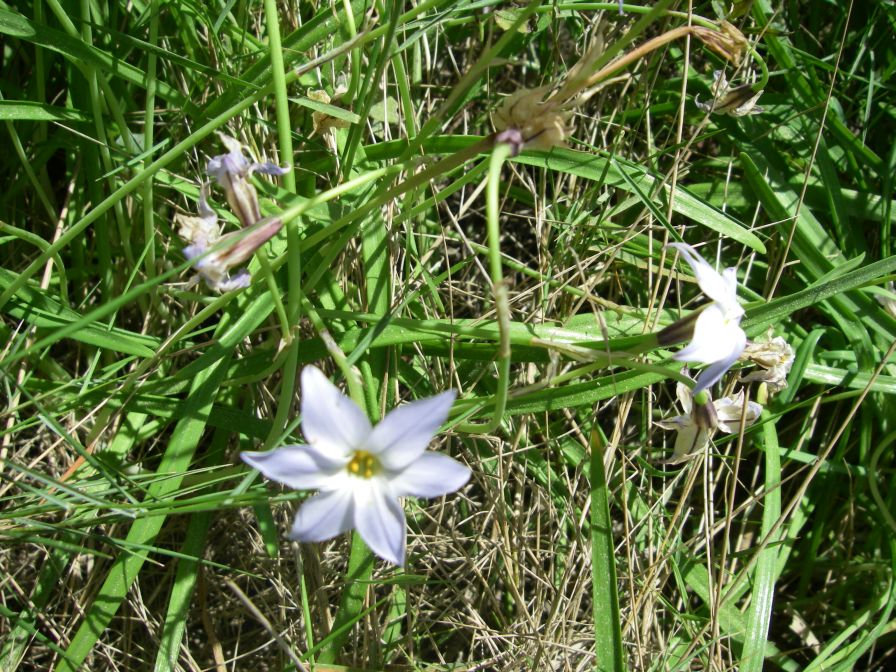 2011-04-14-010-Unknown-Bulb