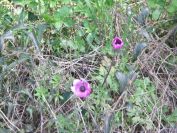 2011-04-14-011-Unknown