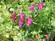 2011-04-14-021-Gladioli