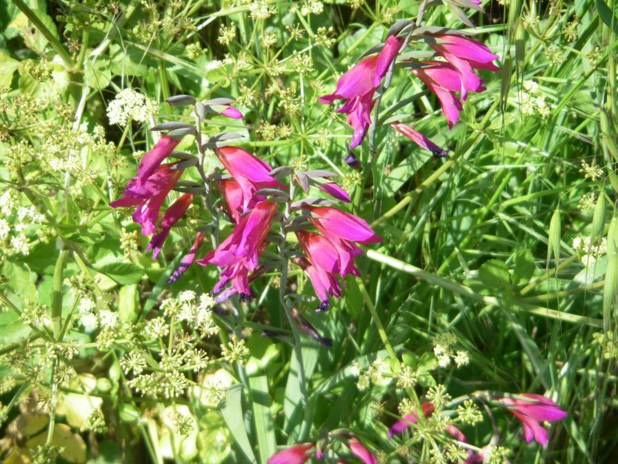 2011-04-14-021-Gladioli