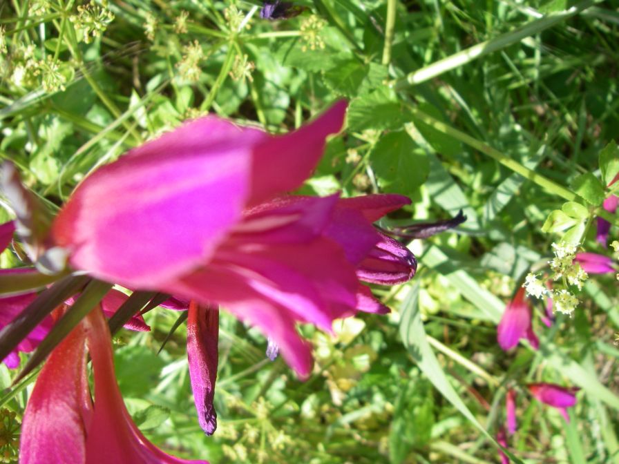 2011-04-14-022-Gladioli