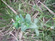 2011-04-15-006-Unknown-Plant