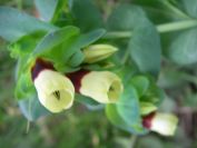 2011-04-15-007-Unknown-Plant
