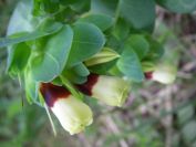 2011-04-15-008-Unknown-Plant