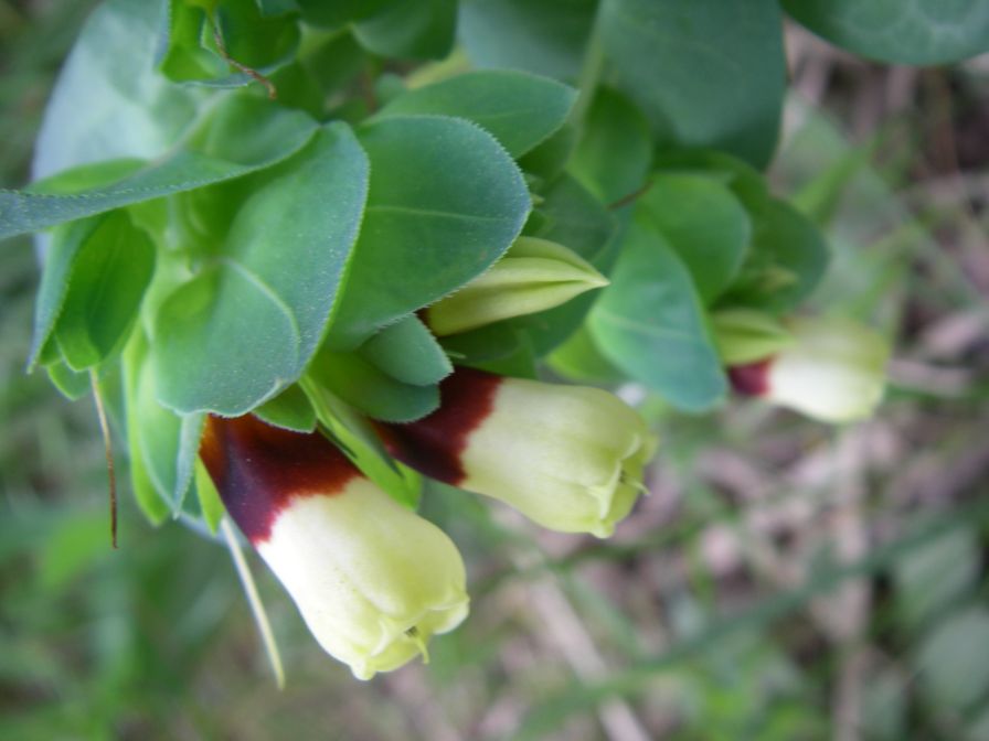 2011-04-15-008-Unknown-Plant