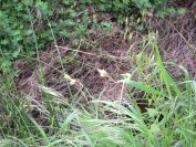 2011-04-15-009-Unknown-Plant