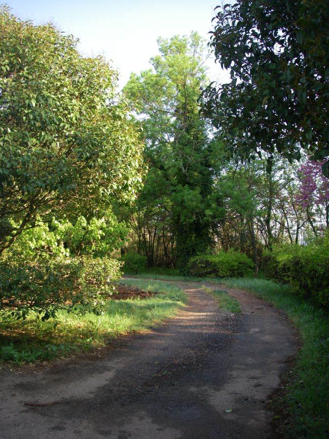 2011-04-16-003-Nice-Leafy-Lane