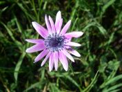 2011-04-16-006-Chicory