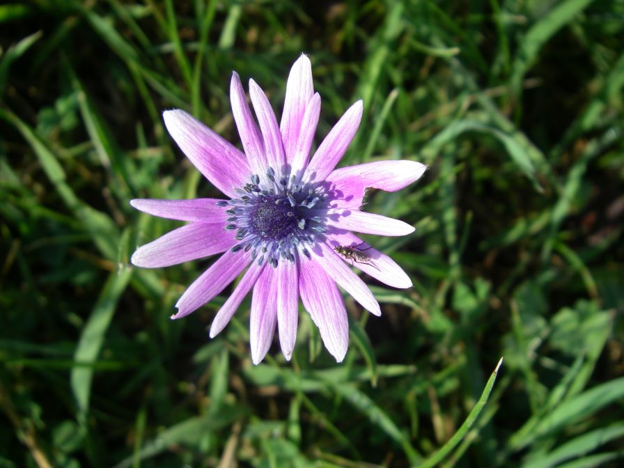 2011-04-16-006-Chicory
