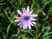 2011-04-16-007-Chicory