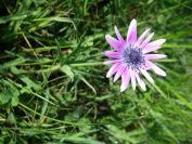 2011-04-16-008-Chicory