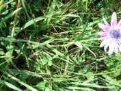 2011-04-16-009-Chicory