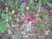 2011-04-16-022-Unknown-Orchid