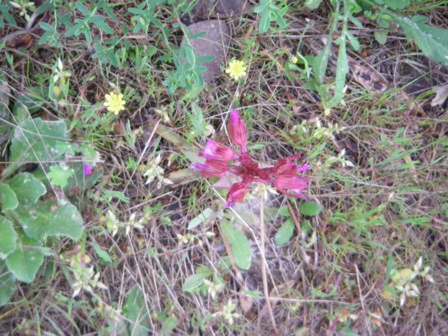 2011-04-16-022-Unknown-Orchid