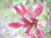 2011-04-16-023-Unknown-Orchid