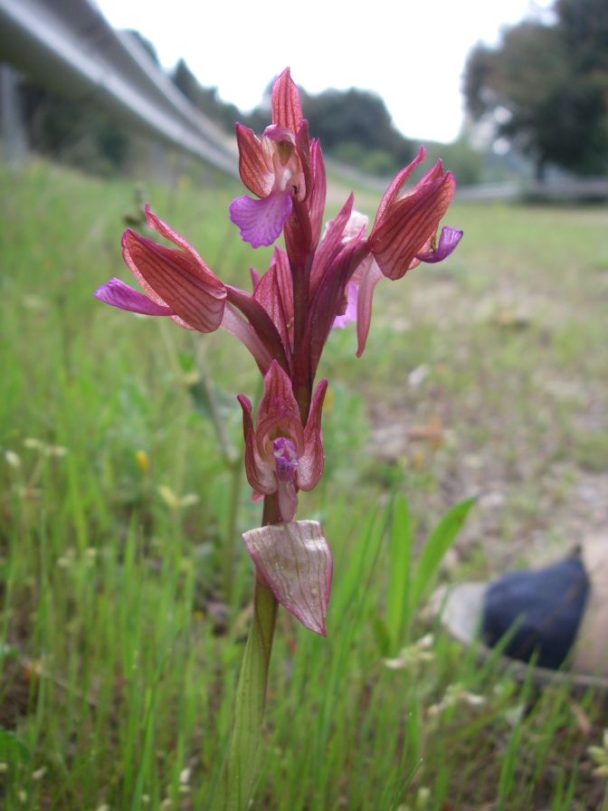 2011-04-16-024-Unknown-Orchid