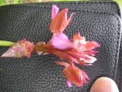 2011-04-16-025-Unknown-Orchid