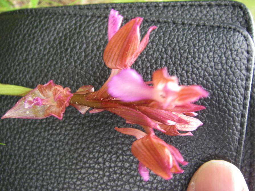 2011-04-16-025-Unknown-Orchid
