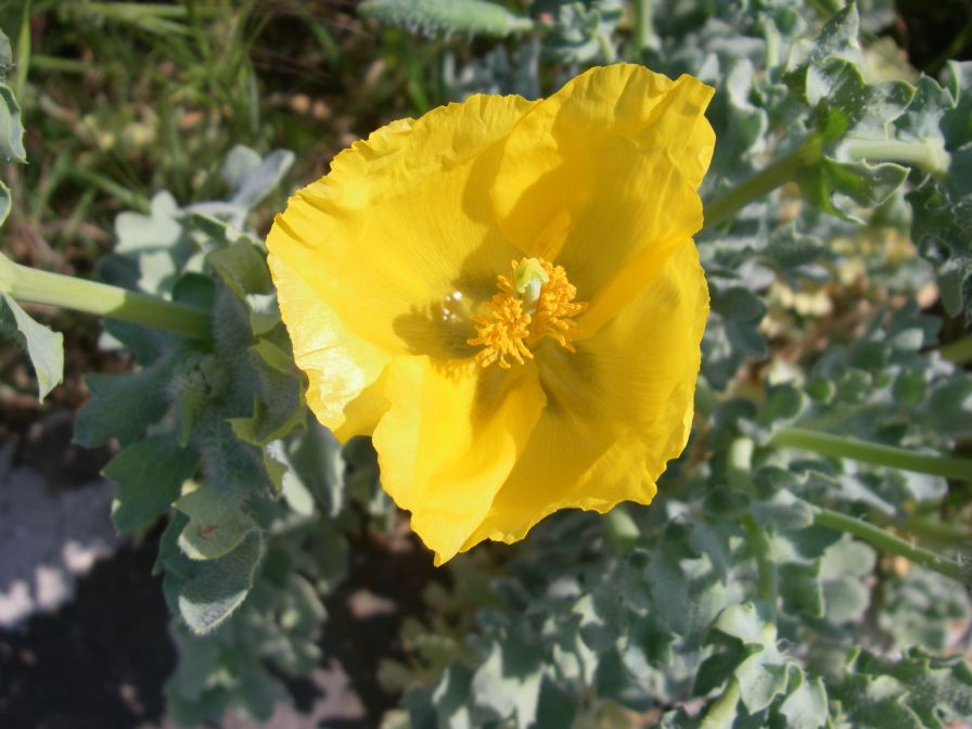 2011-04-19-008-Yellow-Horned-Poppy