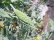 2011-04-19-009-Yellow-Horned-Poppy