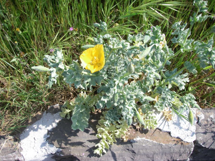 2011-04-19-010-Yellow-Horned-Poppy