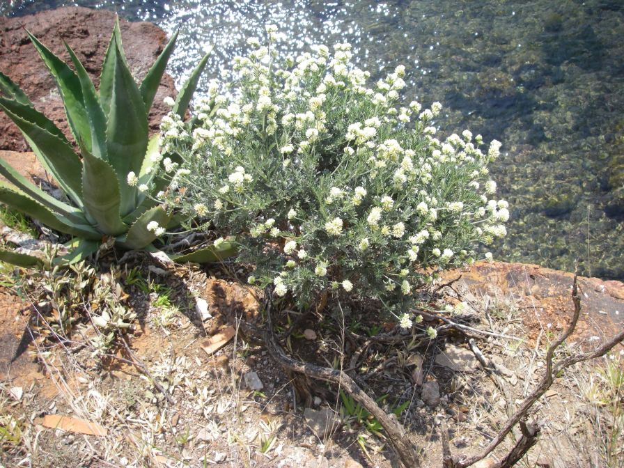 2011-04-19-014-Cliff-Clover