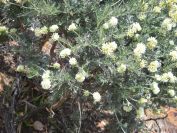 2011-04-19-015-Cliff-Clover