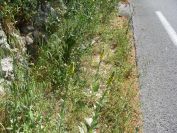 2011-04-13-014-Verbascum