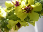 2011-04-13-015-Verbascum